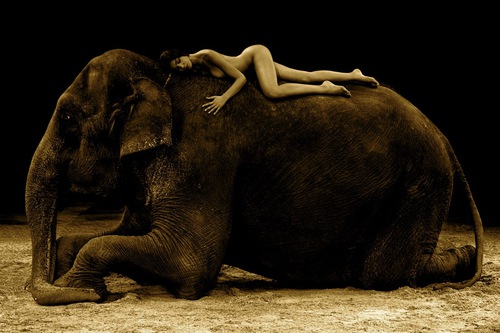The beauty and the Elephant