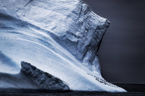 Between the Cracks (Chinstrap Penguin, Elephant Island, Antartica), 2022 (XL)