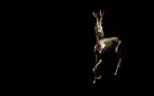 Roe Deer Buck