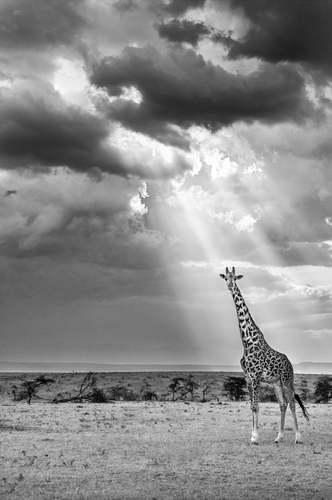 Limelight (Maasai Giraffe in Maasai Mara, Kenya), 2019 (M)